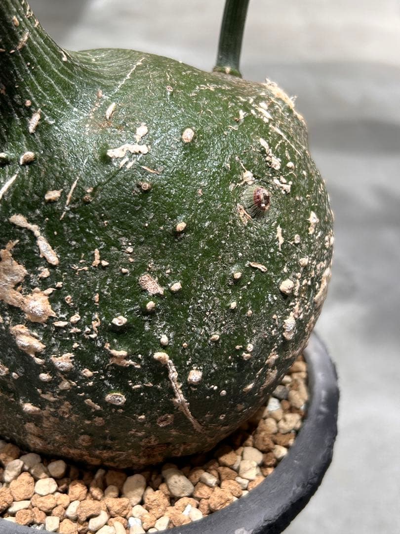 まんまる！アデニア　グロボーサ　鉢付き