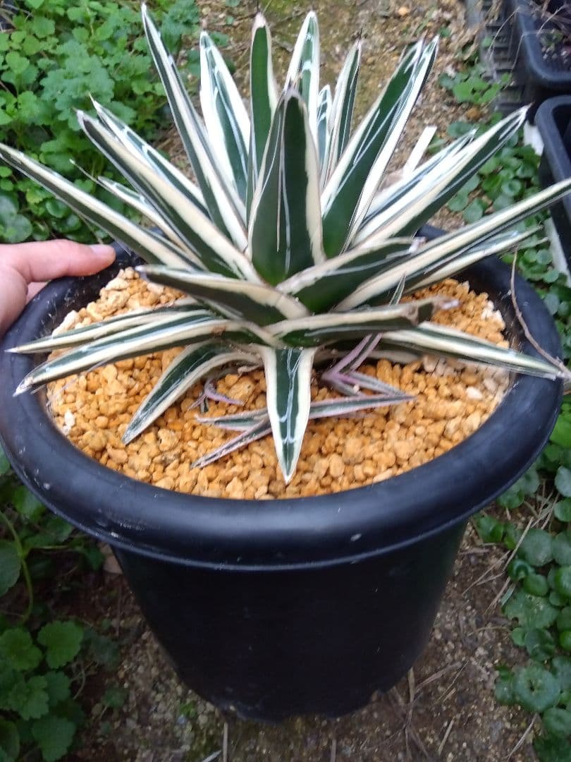アガベ　氷山　特大28センチ❗子株3株つき❗　①