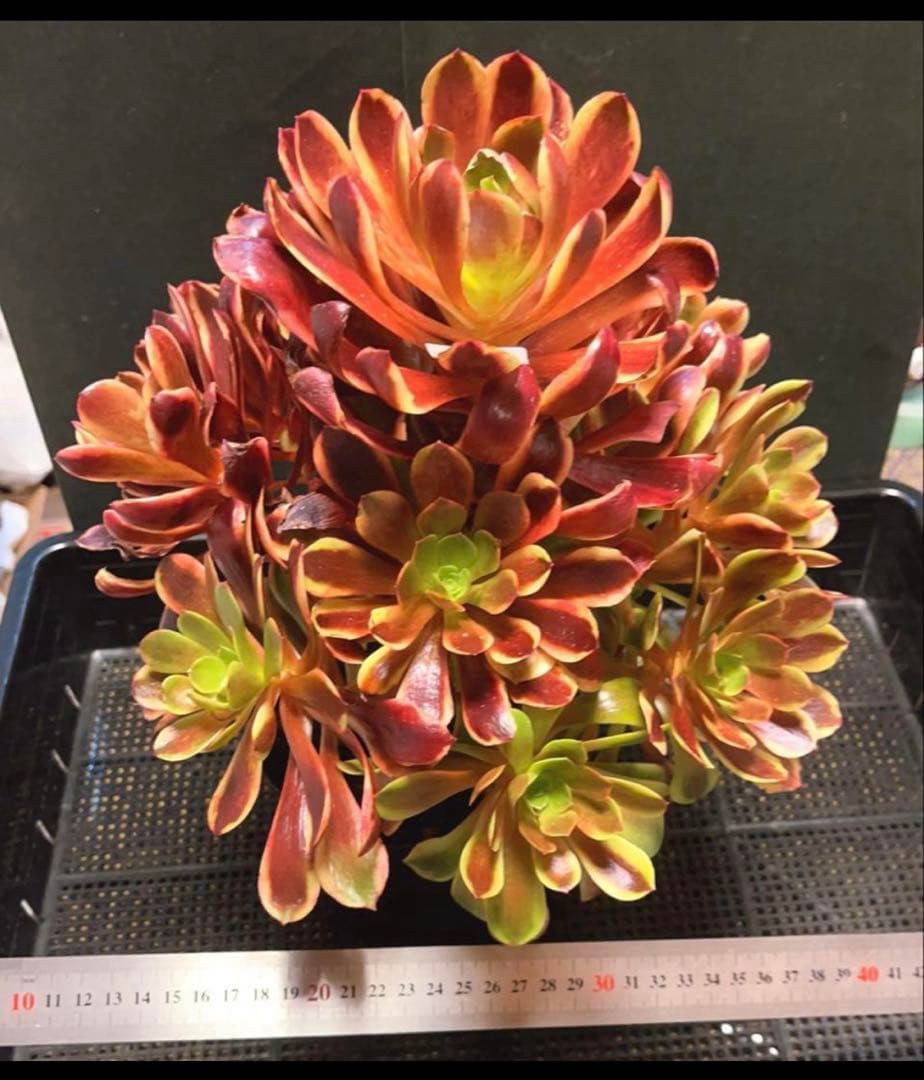 72#多肉植物アエオニウム錦❤️スーパーバン❤️1大頭15小頭33cm钵土付き出荷