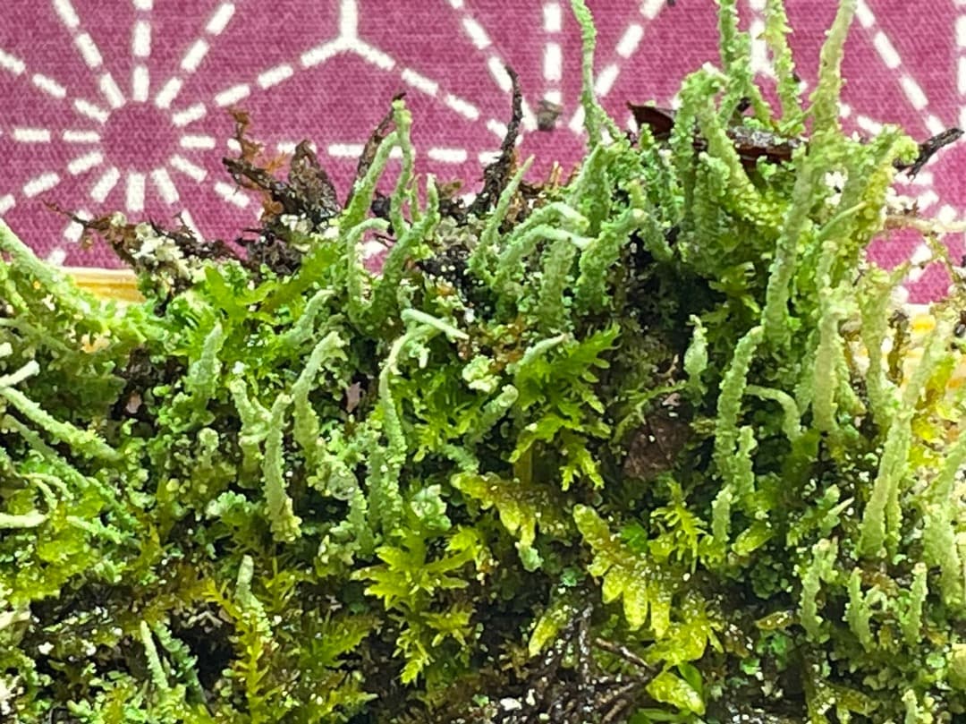 F藍吹雪様　確認用ページ