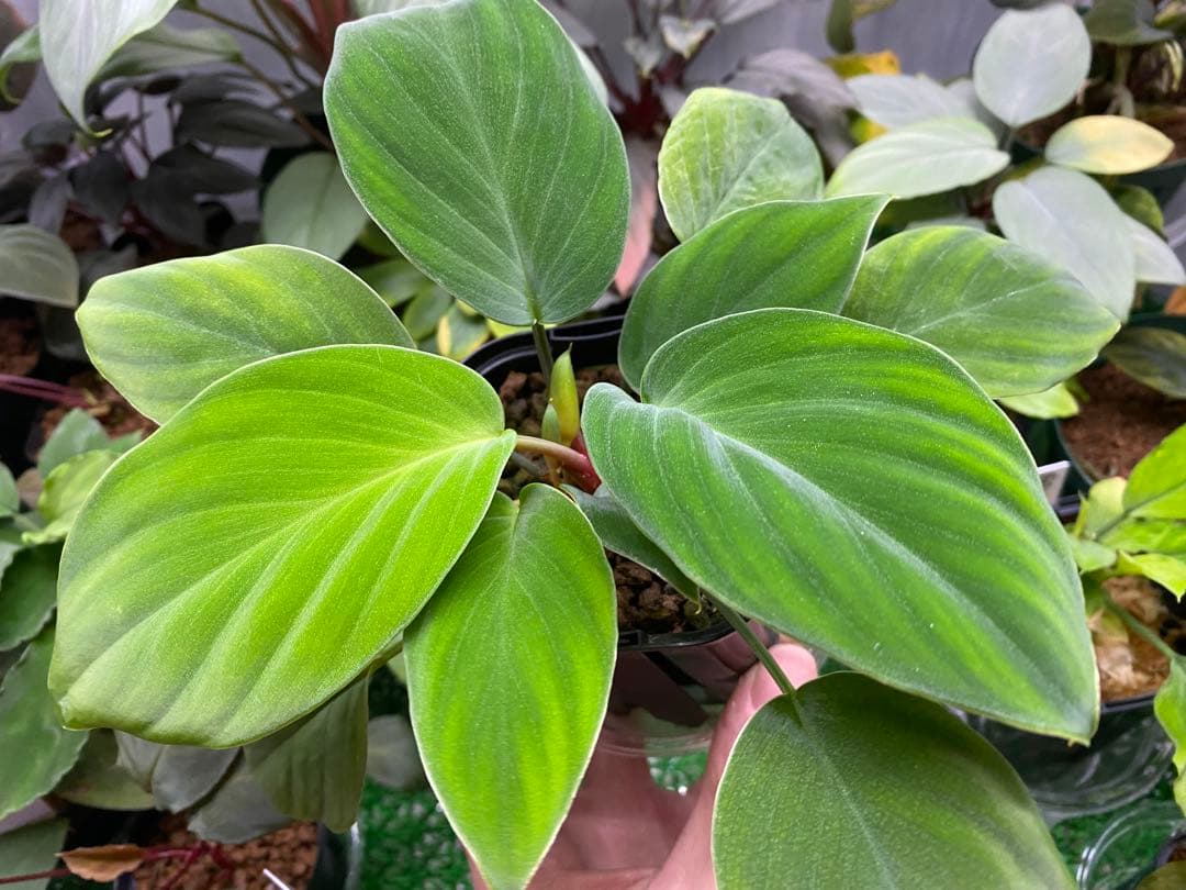 Homalomena sp. \"Kapuas-2\"【AZ0317-3】大株