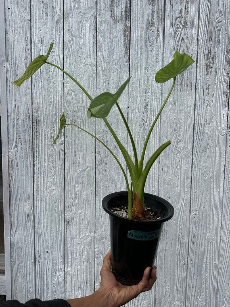 アロカシア ククラータ ホワイト バリエガータ