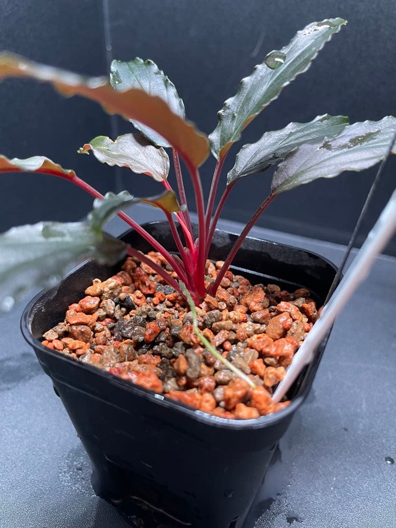 Homalomena aff. vittifolia \"赤備\" ホマロメナ 赤軸